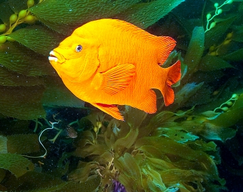 Santa Monica Pier Aquarium Margaret Webb Garibaldi